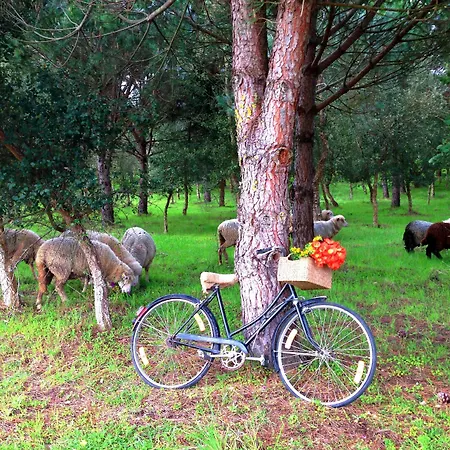 Doma Portugal 3* Mafra