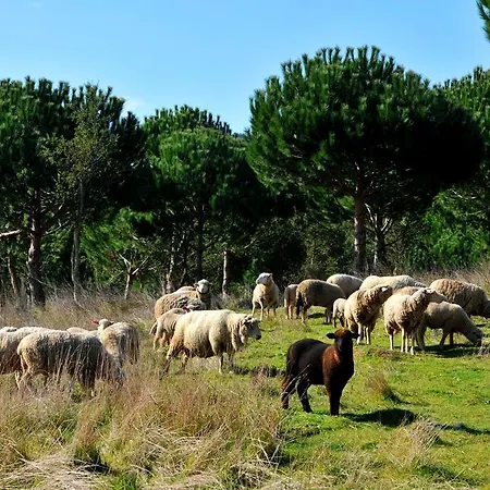 Doma Portugal 马夫拉