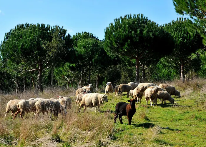 فندق Doma Portugal 3*